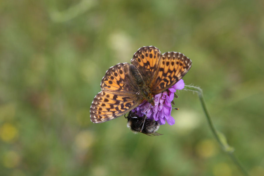 Boloria sp.?